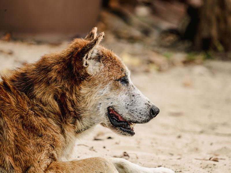 La leishmaniose se manifeste chez le chien par des symptômes non spécifiques