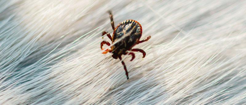 Les tiques peuvent transmettre la babésia